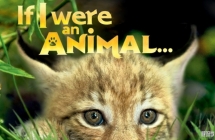 如果我是一只动物 If I Were an Animal 英文版第一季全52集英语字幕高清1080P视频MKV
