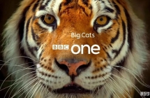 BBC纪录片大猫 Big Cats（2018）英文版全3集中英双字高清1080P视频MP4百度网盘下载