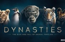BBC纪录片王朝 Dynasties（2018）英文版全5集中英双字高清1080P视频ts百度网盘下载