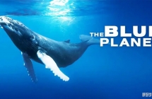 BBC纪录片 蓝色星球 The Blue Planet (2001) 英文版全8集中英字幕高清1080P视频MP4