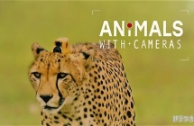 假如动物会摄影 Animals with Cameras 2018.3集.中英双字.1080p.