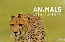 綯Ӱ Animals with Cameras 2018.3.Ӣ˫.1080p.