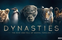 BBC¼Ƭ Dynasties2018Ӣİȫ5Ļ1080PƵMKVٶ