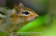 9.5ǿƼBBC ʼ¼ƬСС硷Tiny World2~