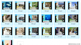 LiitleFox看英语动画认识动物