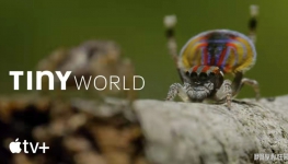 СС Tiny World Ӣİ涯1/2ȫ12ӢĻ1080PƵMKVٶ